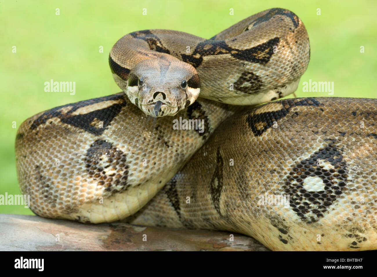 Boa constricteur (Boa constrictor). Banque D'Images