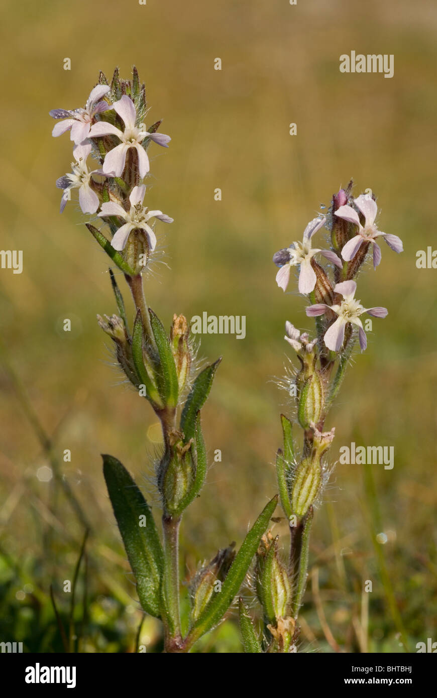 Petite fleur Scouler (Silene gallica) Banque D'Images