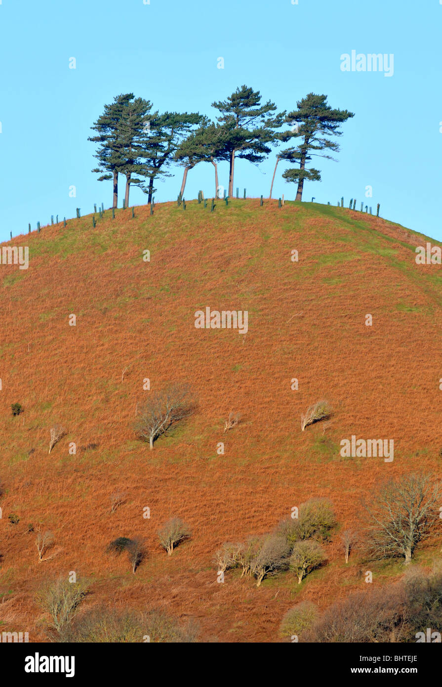 Colmers Hill, la colline Colmer, Dorset, Angleterre, Royaume-Uni Banque D'Images