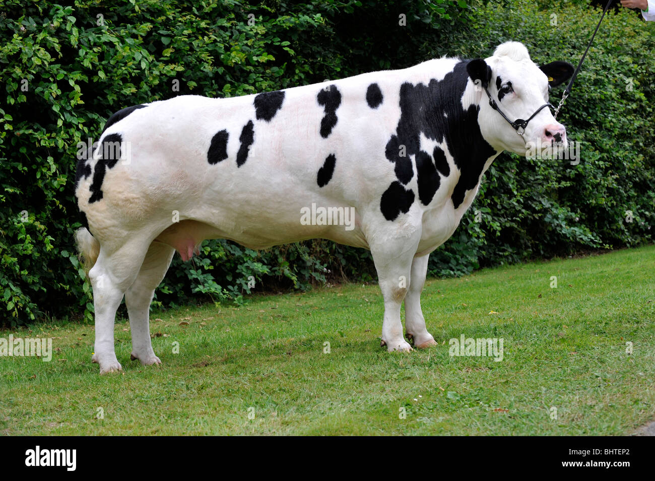 British Blue cow s'établissait à un spectacle sur halter. Banque D'Images