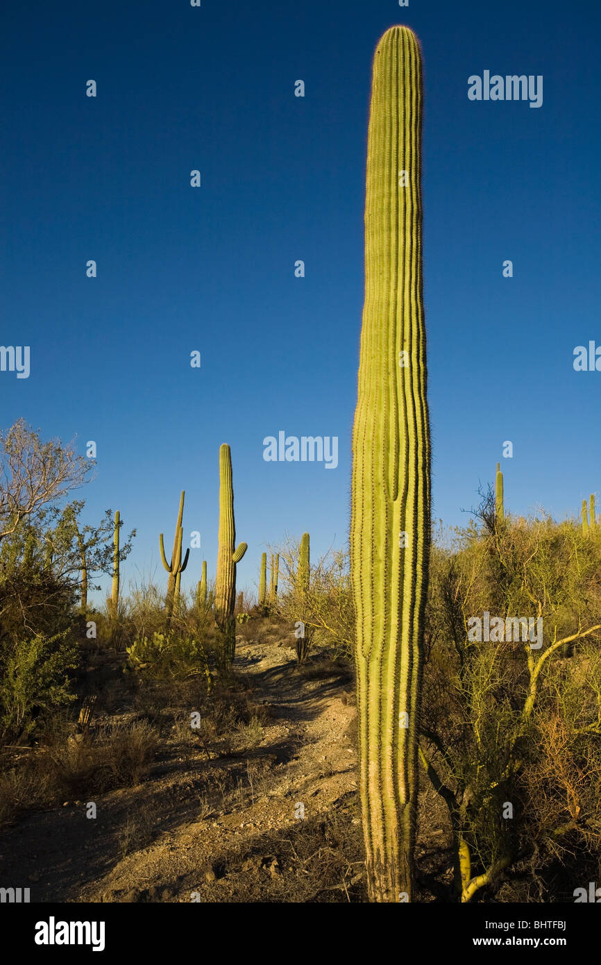 Les jeunes cactus géant saguaro, Carnegiea gigantea, au Saguaro National Park, Arizona. Banque D'Images