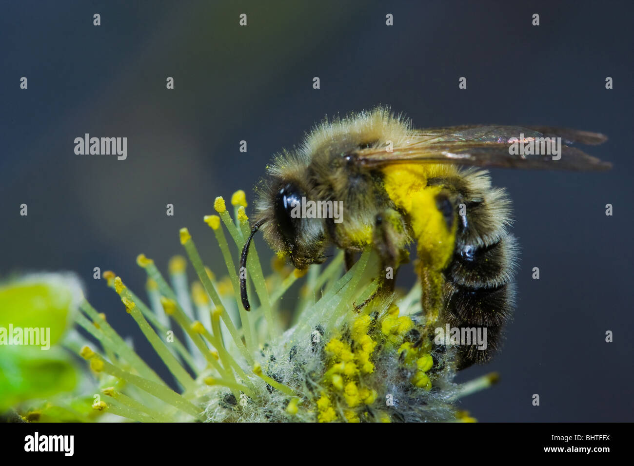 La collecte du pollen d'abeille de travail à partir d'un bourgeon jaune Banque D'Images
