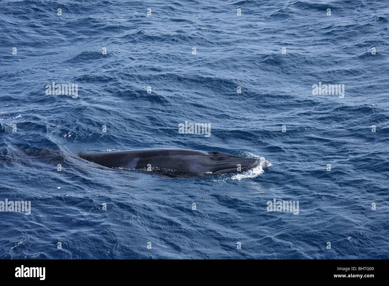 Le petit rorqual, AUSTRALIE Banque D'Images