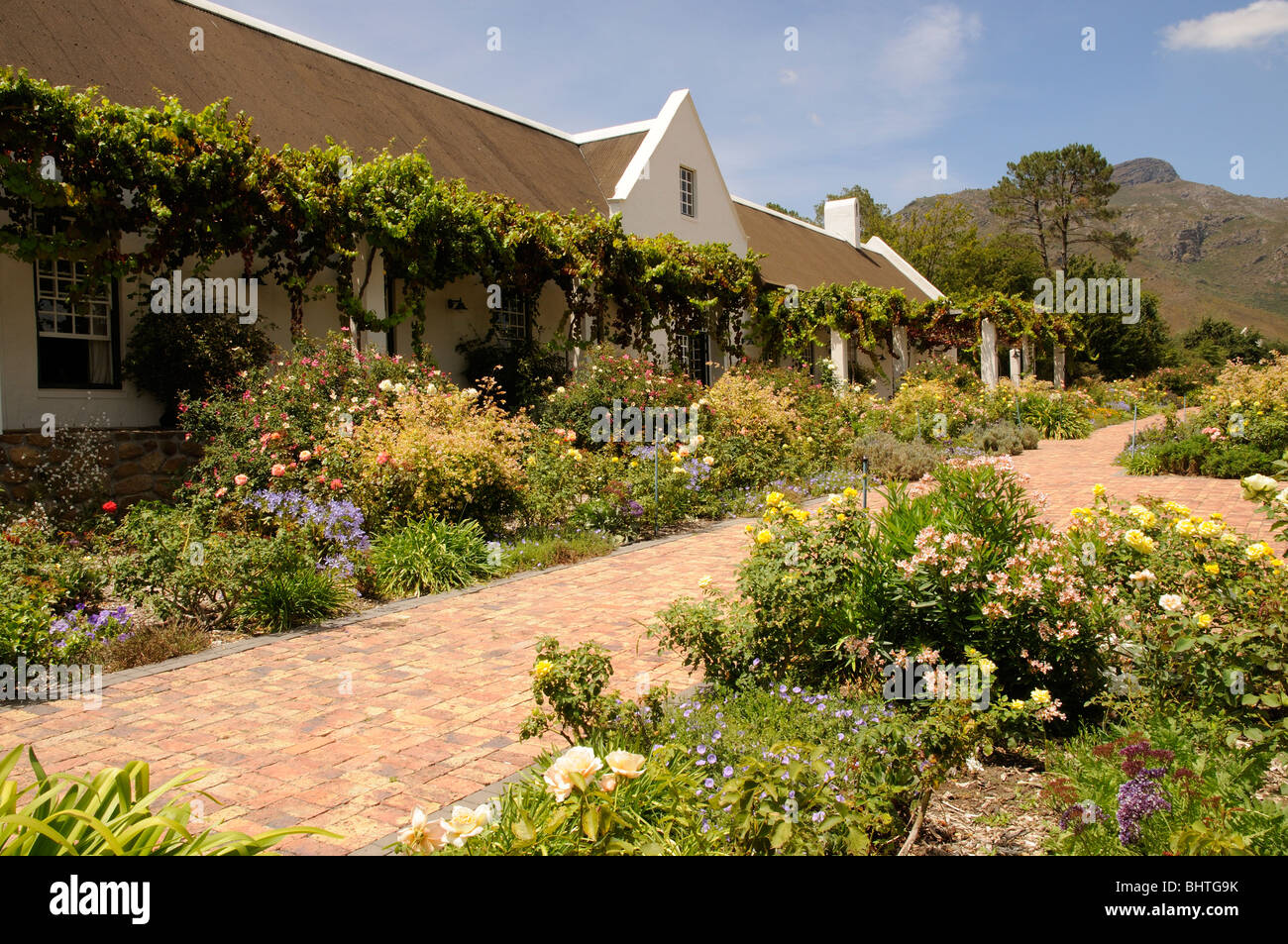 Avondale wine estate dégustation & ventes bâtiment recouverte de vigne dans le sud de Paarl Western Cape Afrique du Sud Banque D'Images