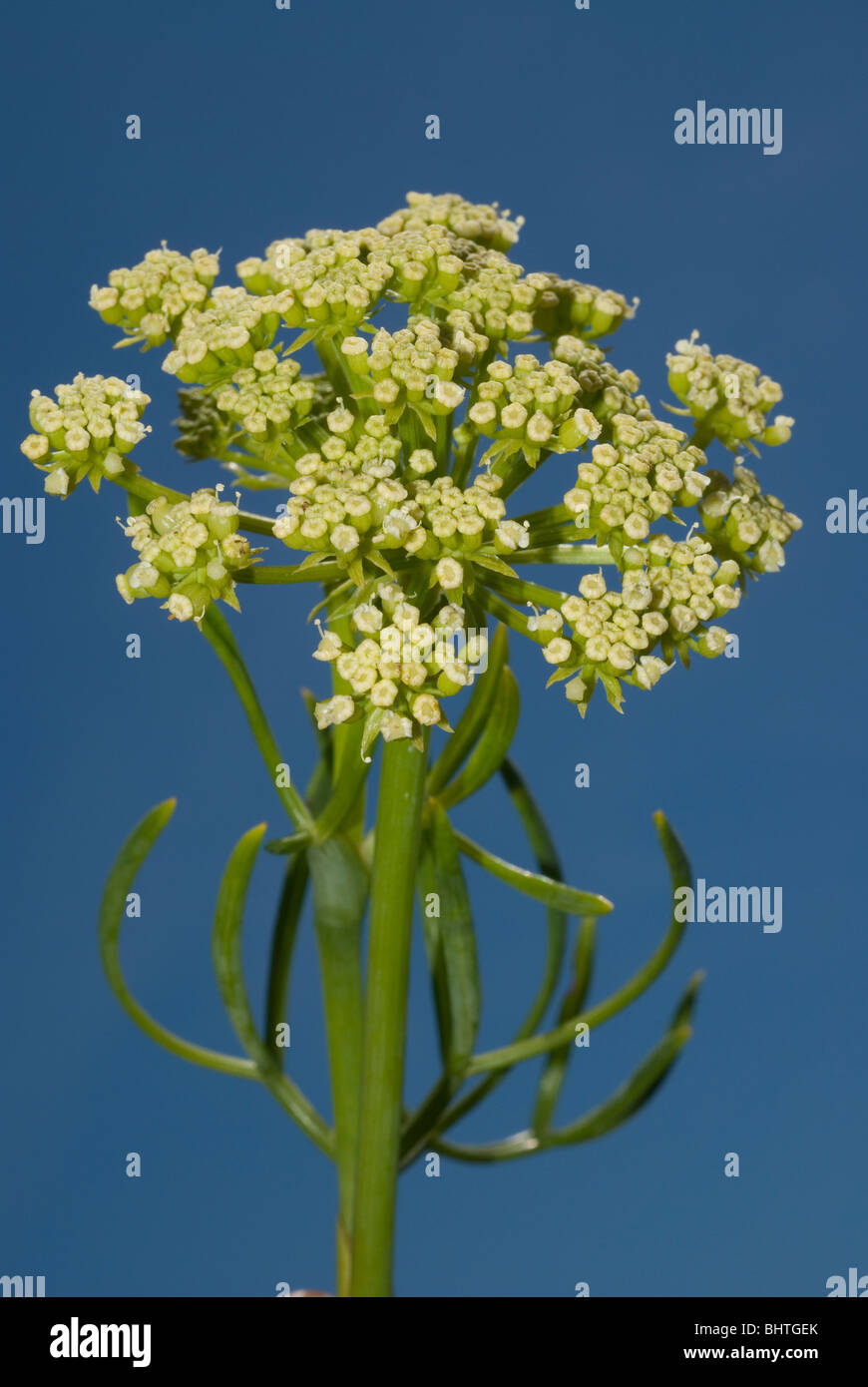 Salicornes, rock samphire ou fenouil de mer (Crithmum maritimum) Banque D'Images