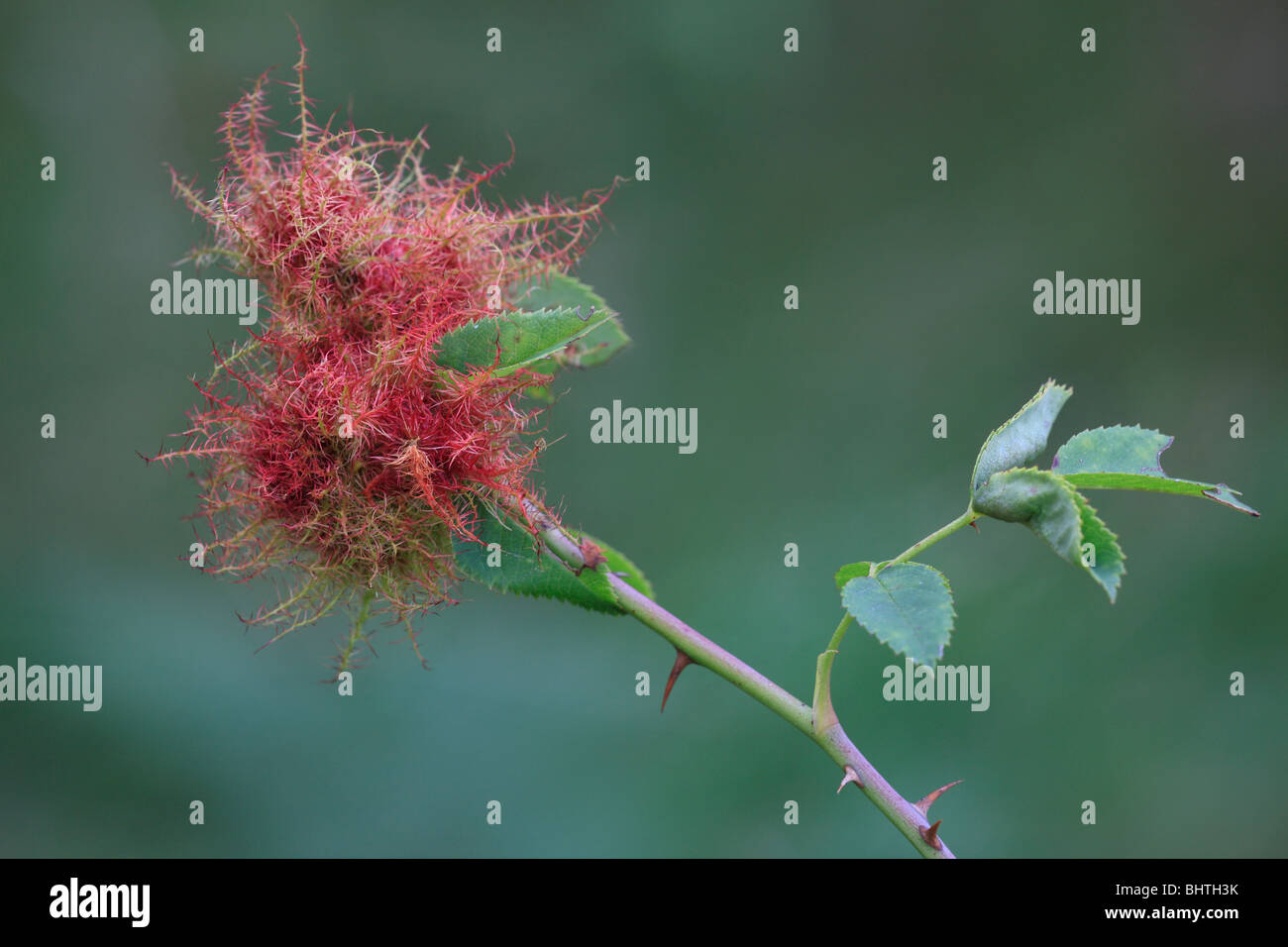 La Rose bedeguar galle, Diplolepis rosae, de l'écorchure wasp Banque D'Images