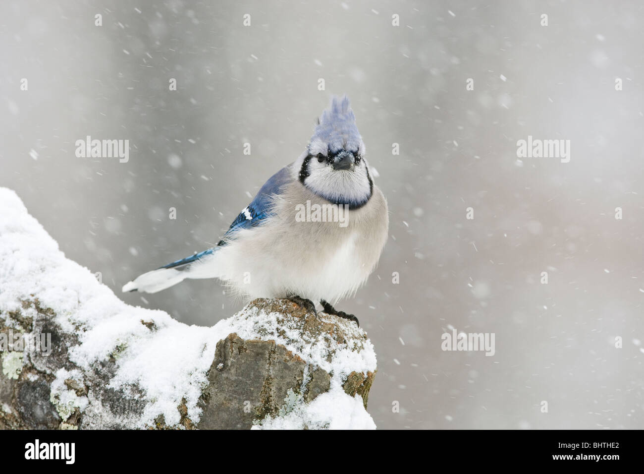Geai bleu perché dans la neige Banque D'Images