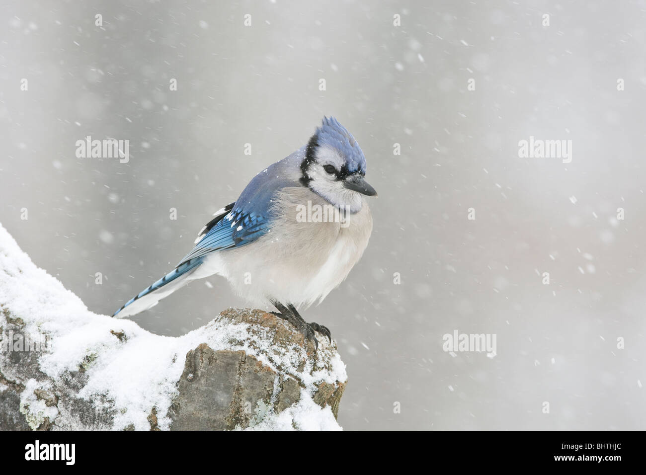 Le Geai bleu dans la neige Banque D'Images