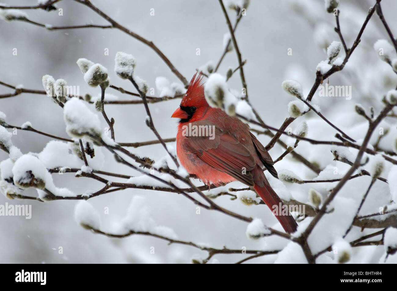 Le Cardinal mâle (Cardinalis cardinalis) Perché sur la branche couverte de neige de Star Magnolia dans Floyd Comté (Indiana) Banque D'Images