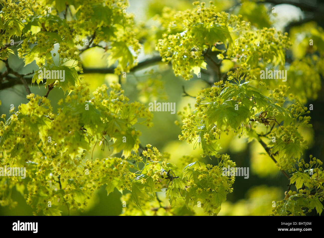 Norway Maple, Acer platanoides, blossom Banque D'Images