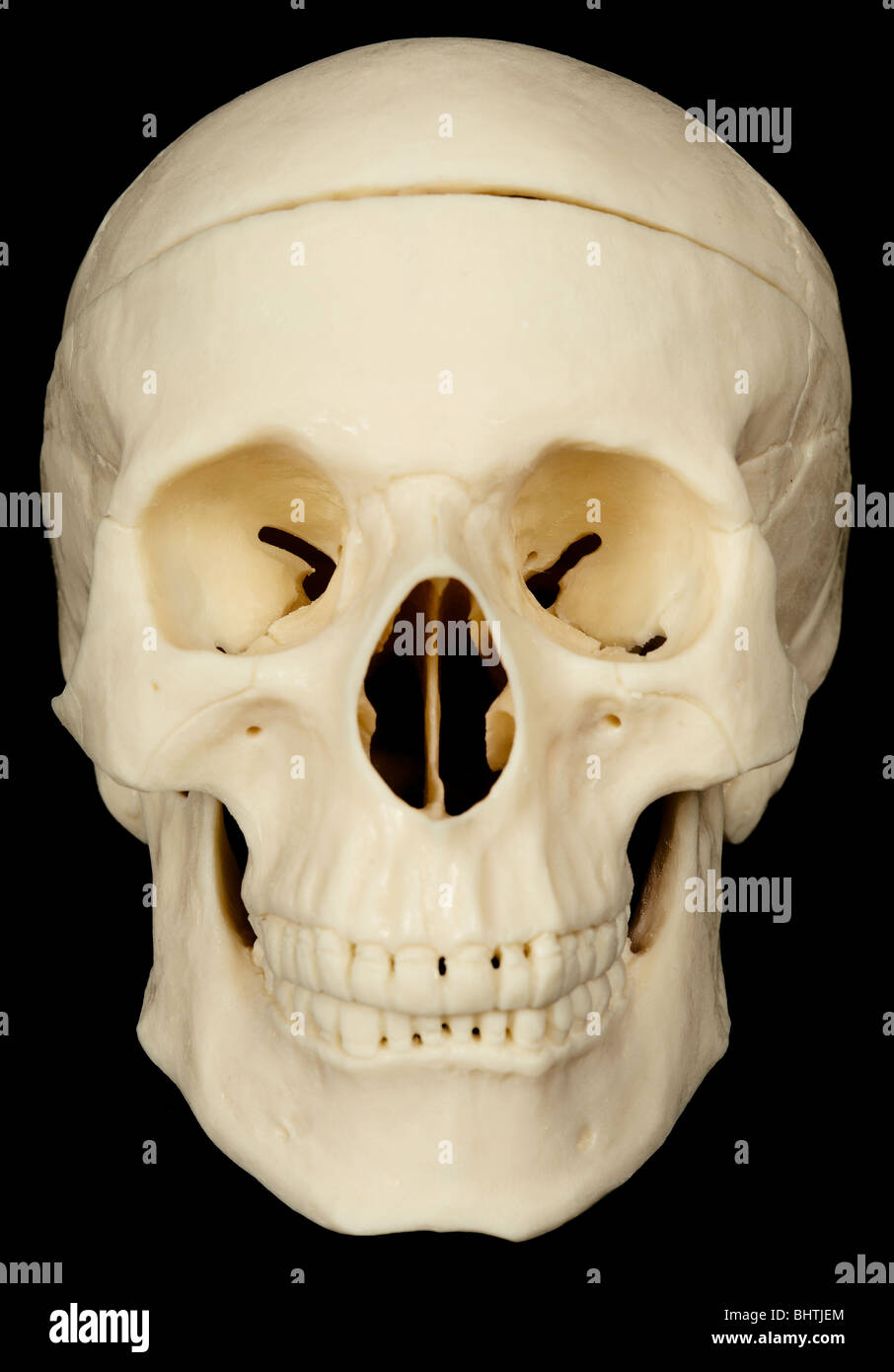 Crâne humain sur fond noir close up Banque D'Images