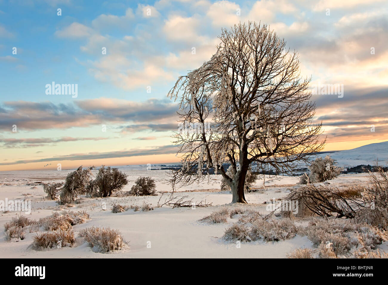 Arbre couvert de glace sur l'Ardanaiseig moorland en hiver Wales UK Banque D'Images