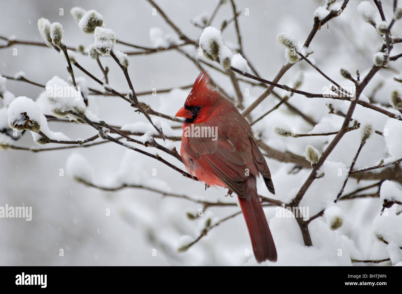 Cardinal rouge perché sur la neige dans la direction générale Banque D'Images