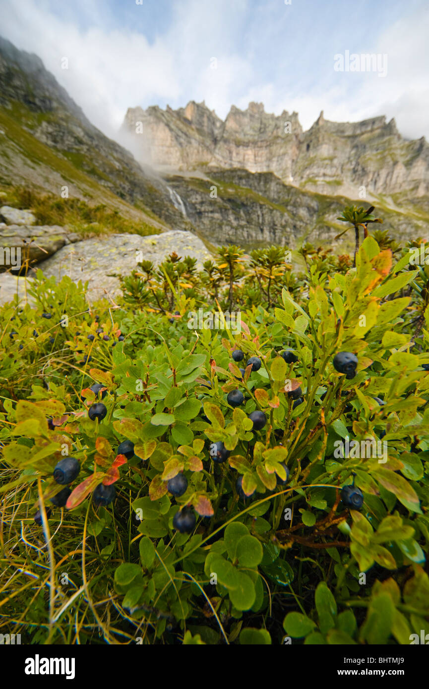 Close-up de feuillage et de myrtille à Val Buscagna, Parco Naturale Veglia Devero, Piemonte, Italie Banque D'Images