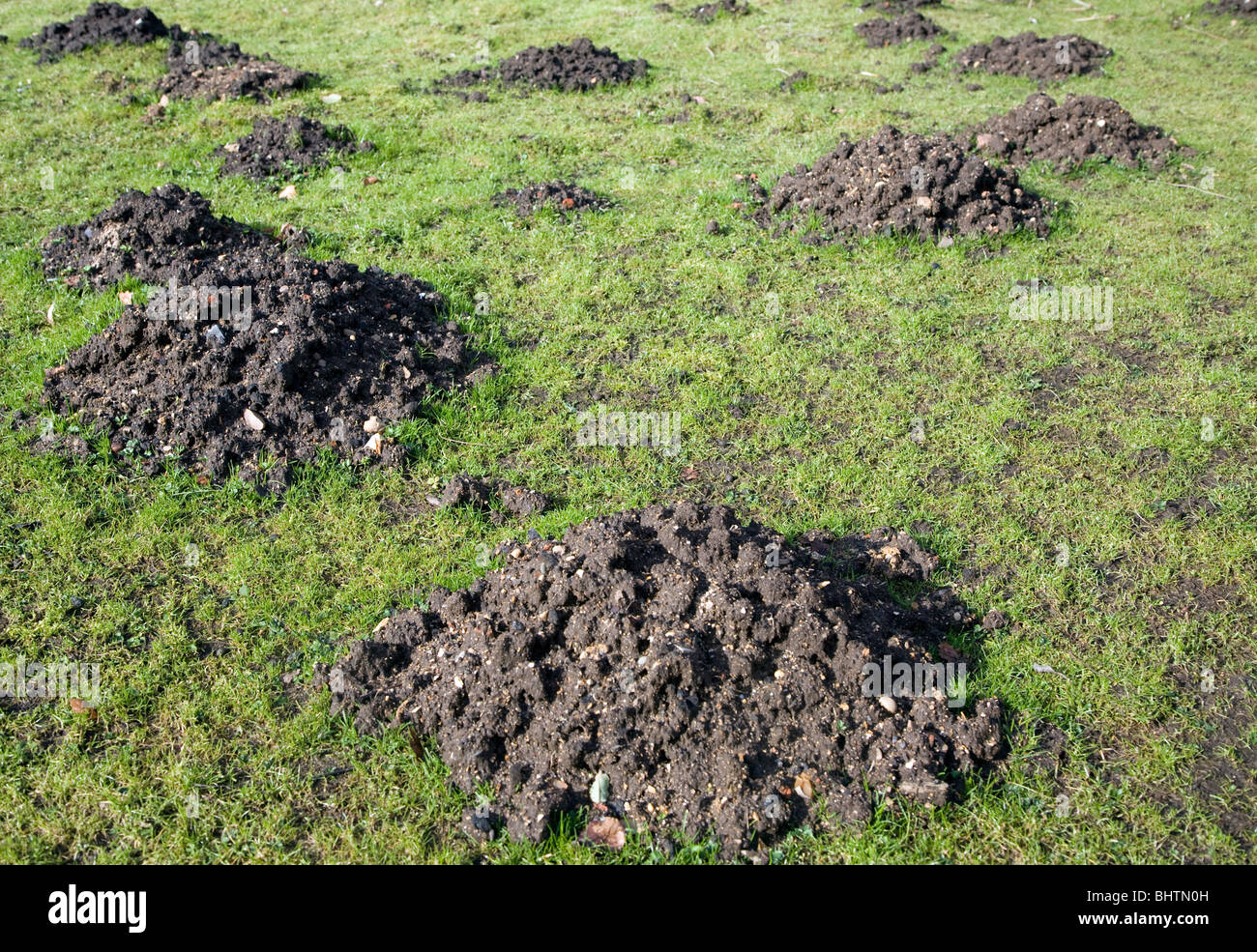 Mole Hills dans l'herbe jardin pelouse Banque D'Images