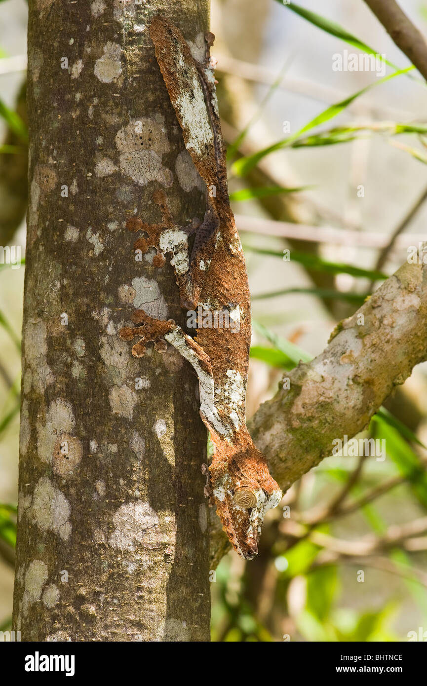 Gecko à queue de feuille moussus (Uroplatus sikorae), endémiques, Madagascar Banque D'Images
