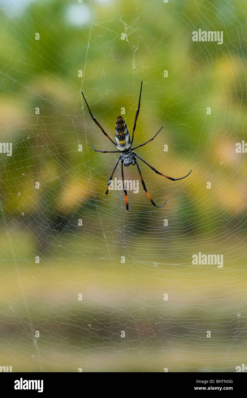 Globe Doré-Spider web (Nephila madagascariensis), Madagascar Banque D'Images