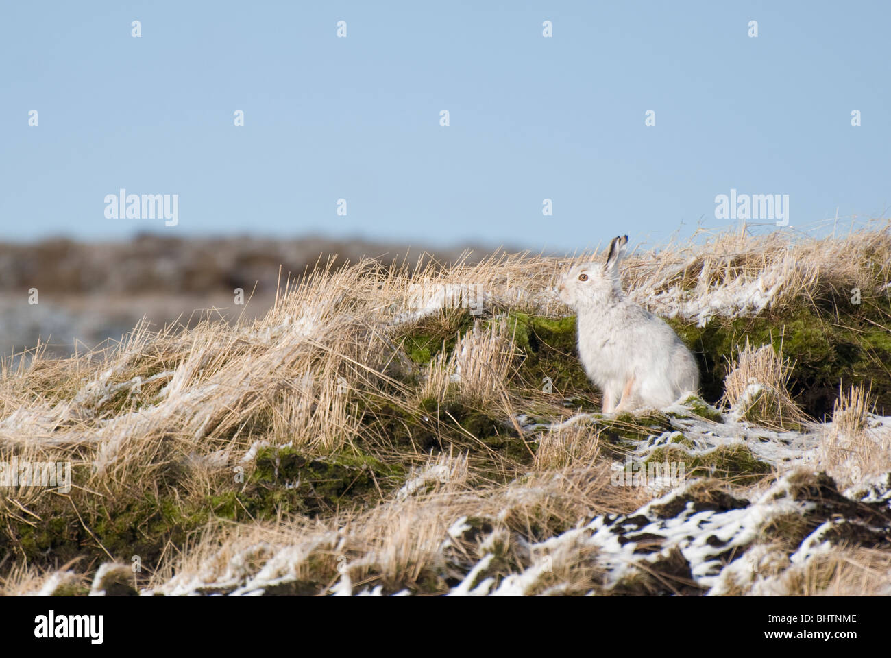 Lièvre variable (Lepus timidus) Peak District, Derbyshire, Royaume-Uni Banque D'Images