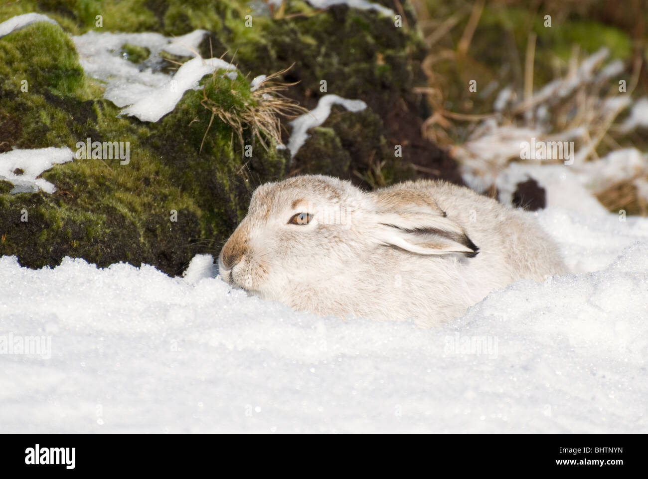 Lièvre variable (Lepus timidus) Peak District, Derbyshire, Royaume-Uni Banque D'Images