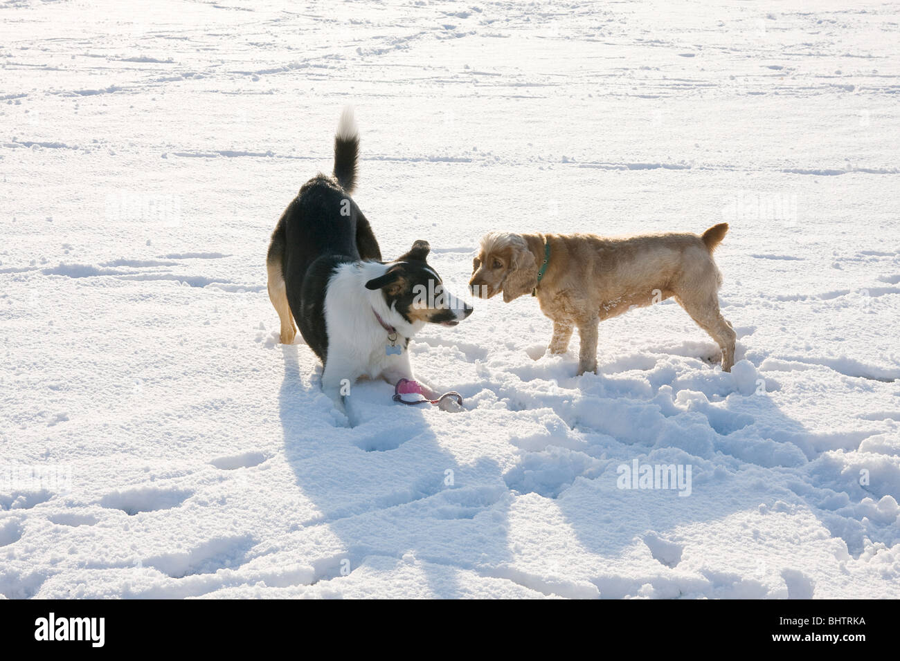 Deux chiens jouent dans la neige Banque D'Images