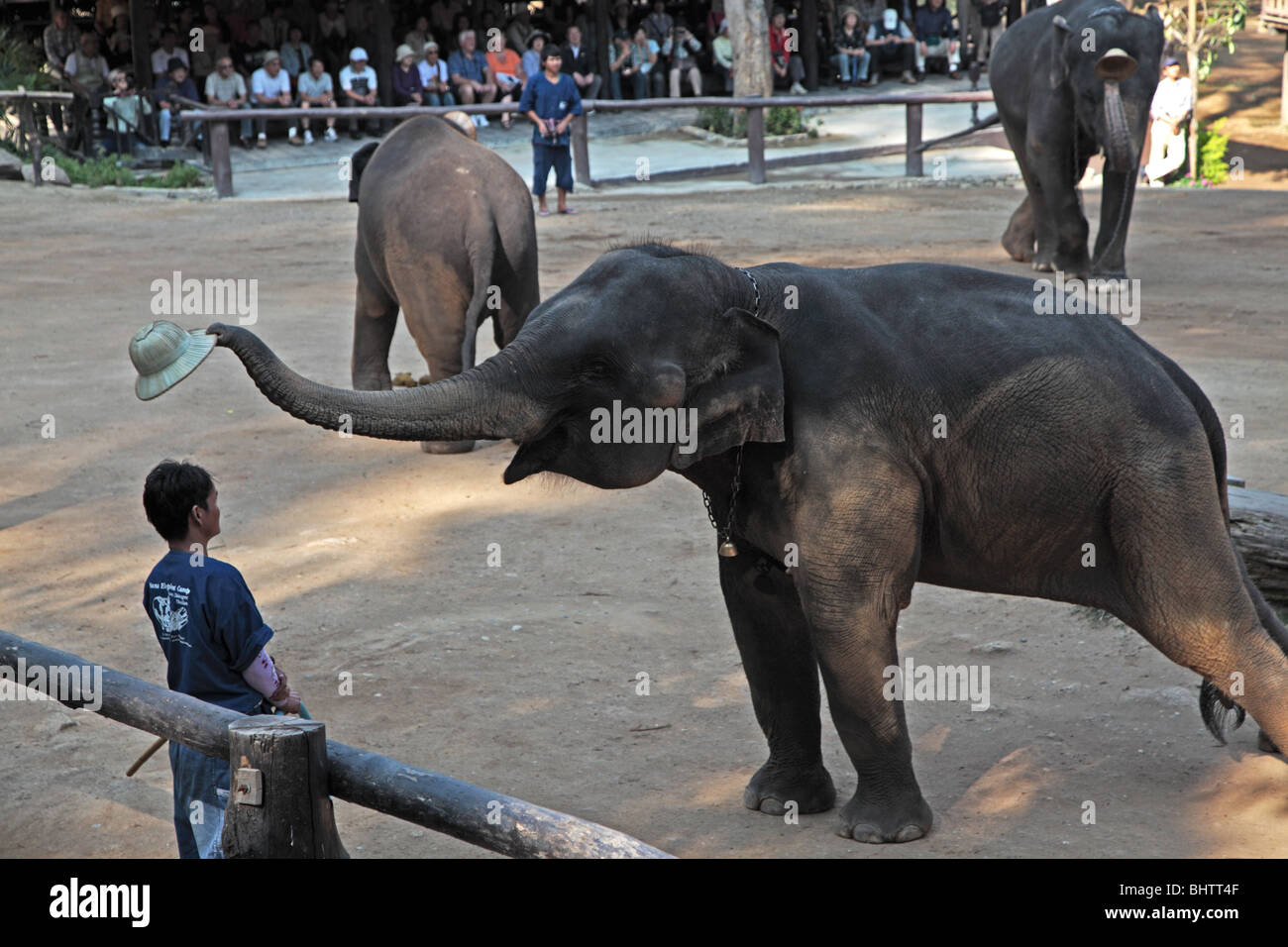 Maesa Elephant Camp afficher près de Chiang Mai, Thaïlande Banque D'Images Maesa Elephant Camp afficher près de Chiang Mai, Thaïlande Banque D'Images