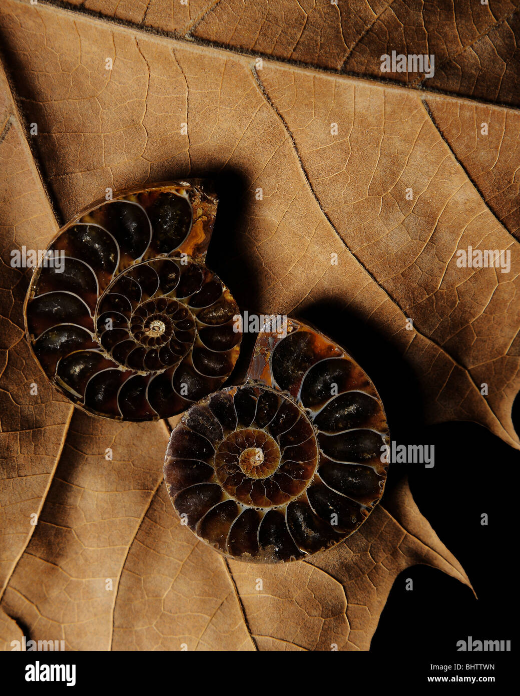 Stock photo de préparés de éléments de la nature. Les articles sont marron et sont constituées de deux coquilles en spirale sur une feuille Banque D'Images