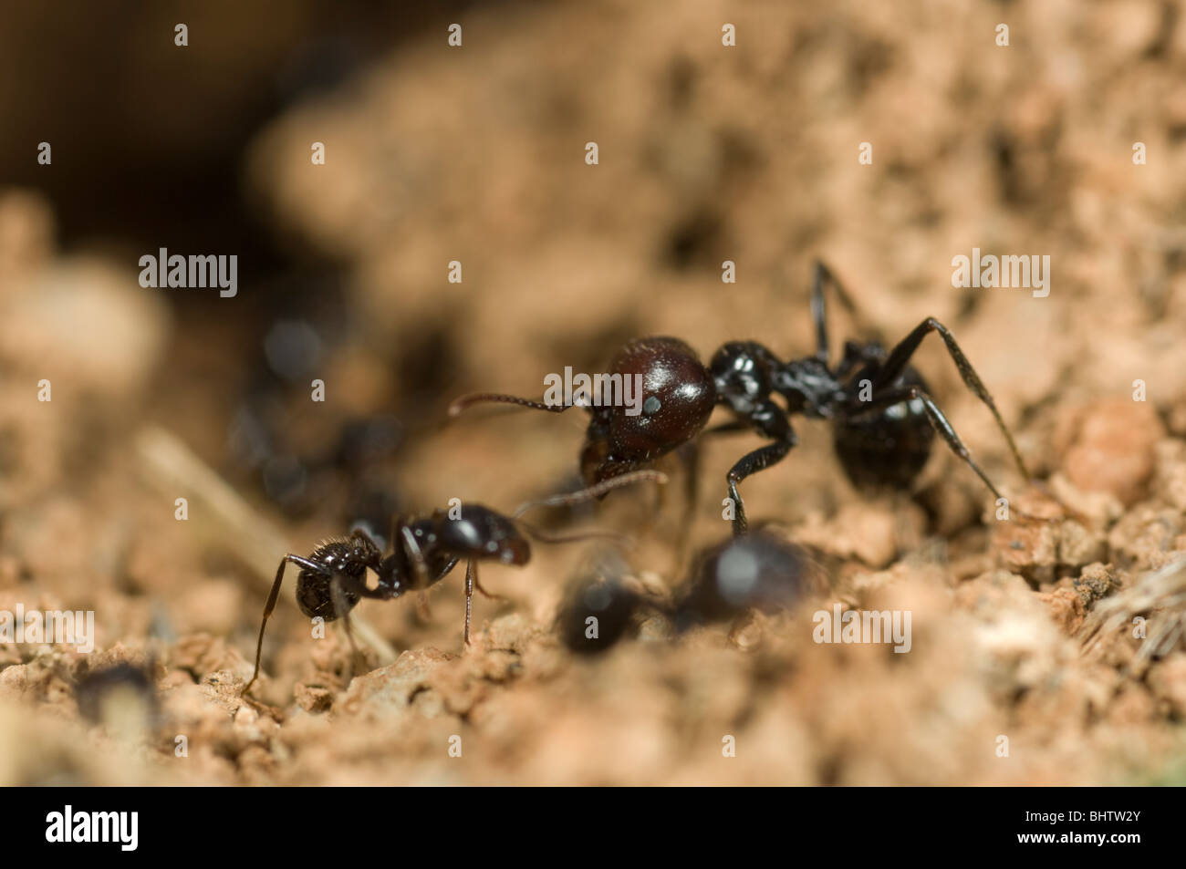 Messor barbarus ant la récolte Banque D'Images