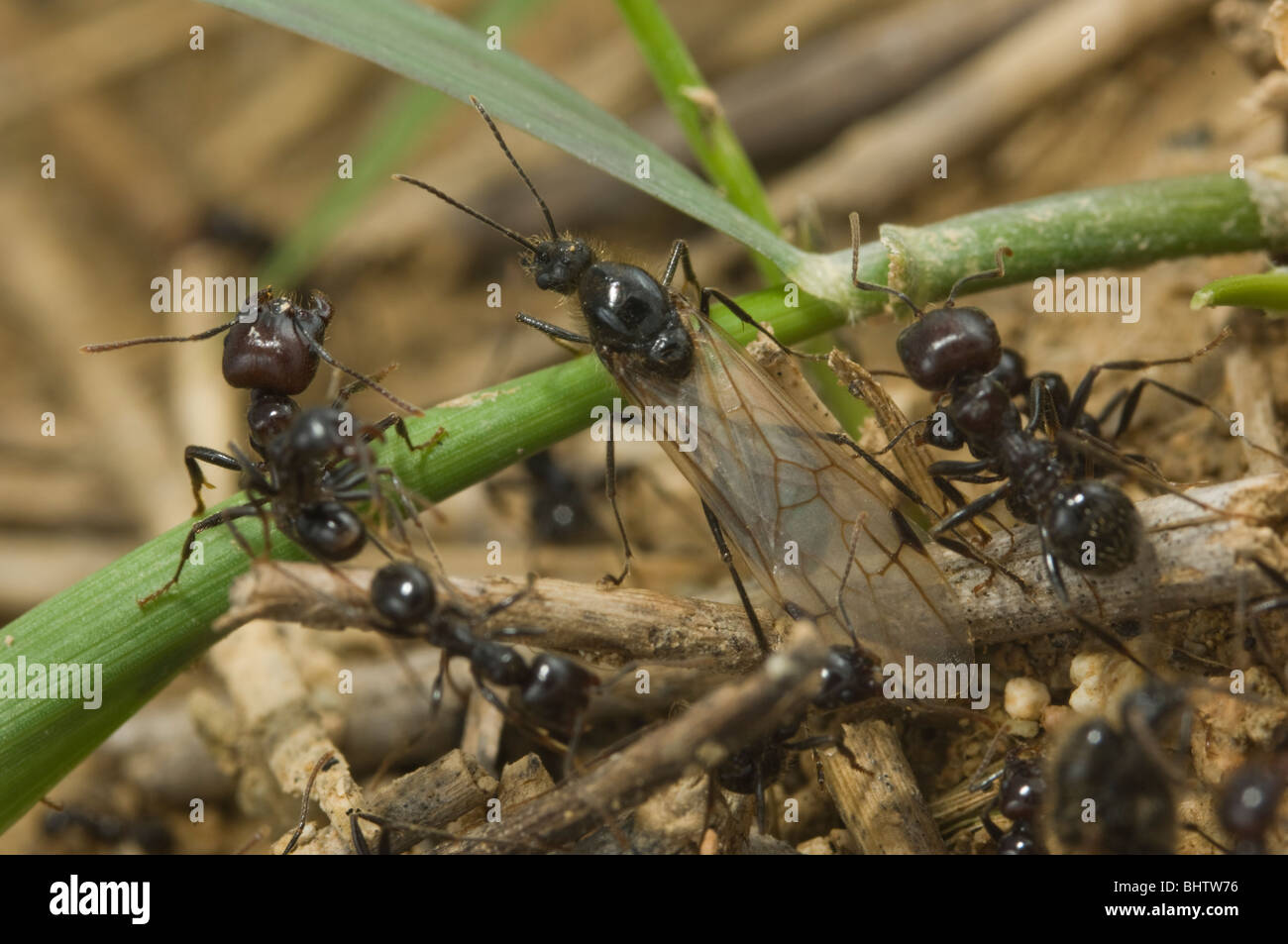 Messor barbarus ant la récolte Banque D'Images