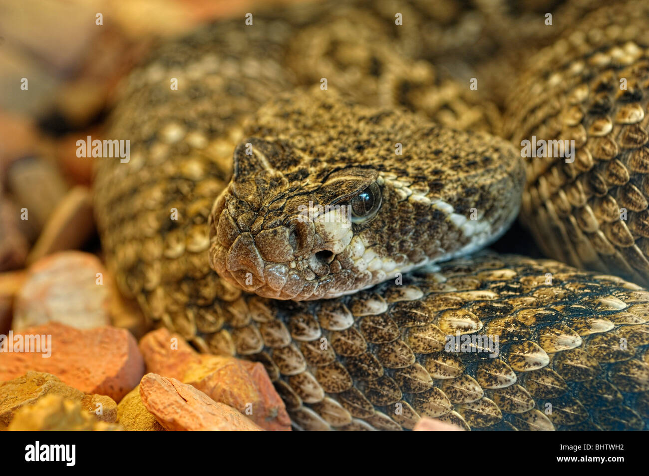 Libre d'un Western Diamondback Rattlesnake, trouvés en Arizona, États-Unis Banque D'Images