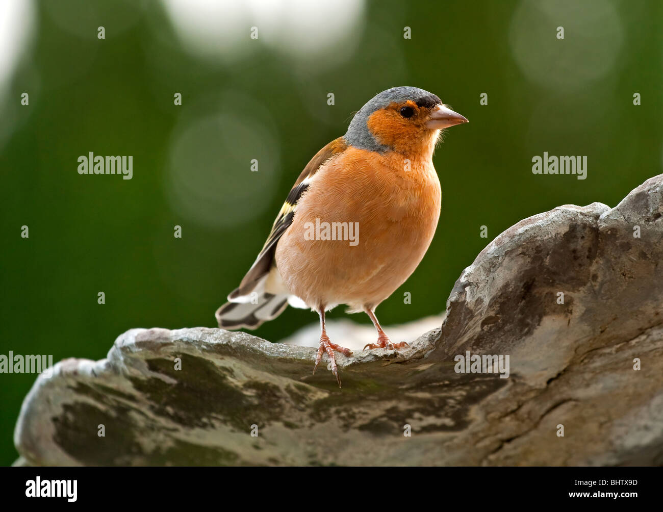 Chaffinch Fringilla coelebs une espèce de passereau de la famille des Fringillidae communément trouvés dans des jardins Banque D'Images