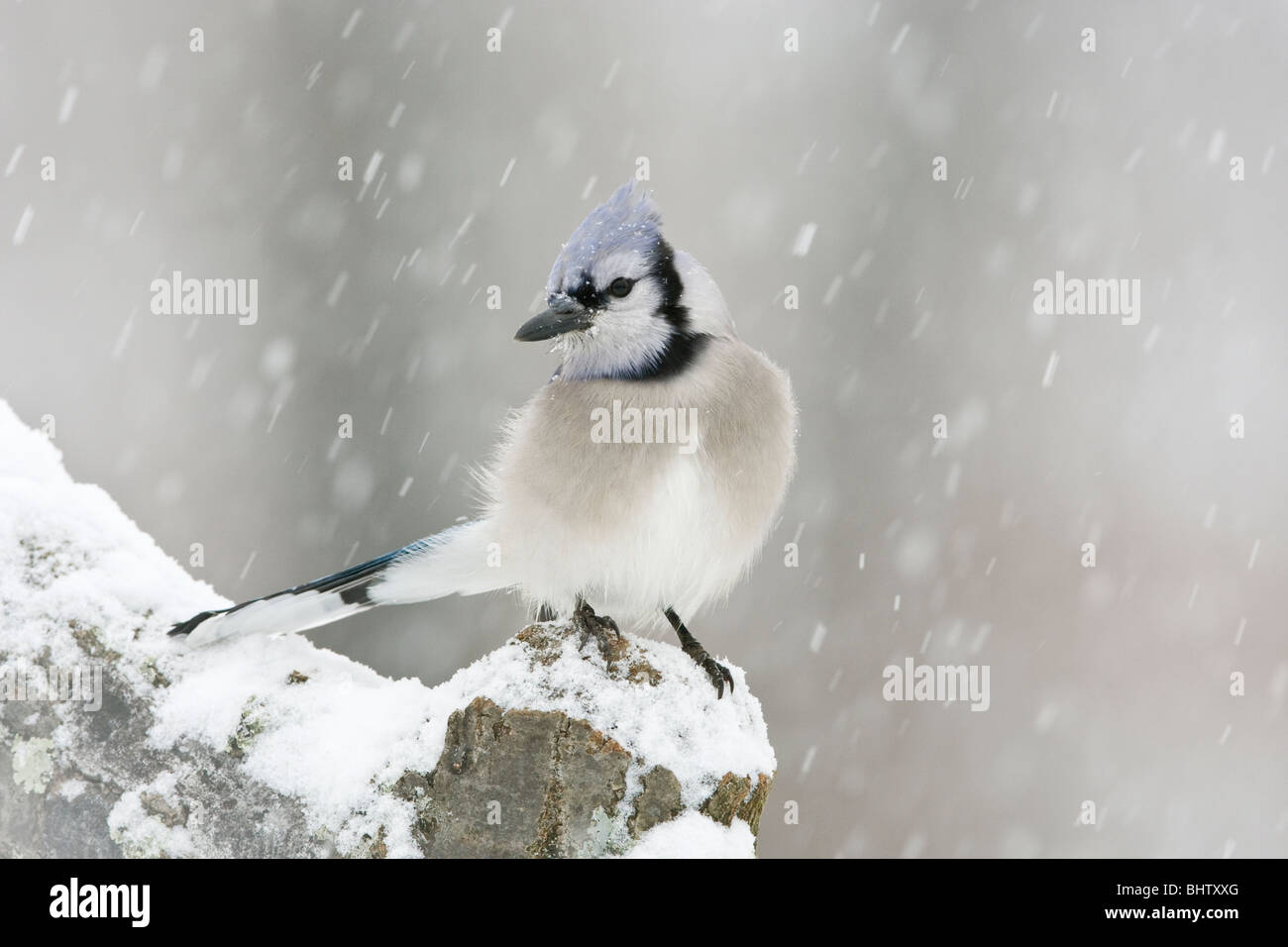 Geai bleu perché dans la neige Banque D'Images