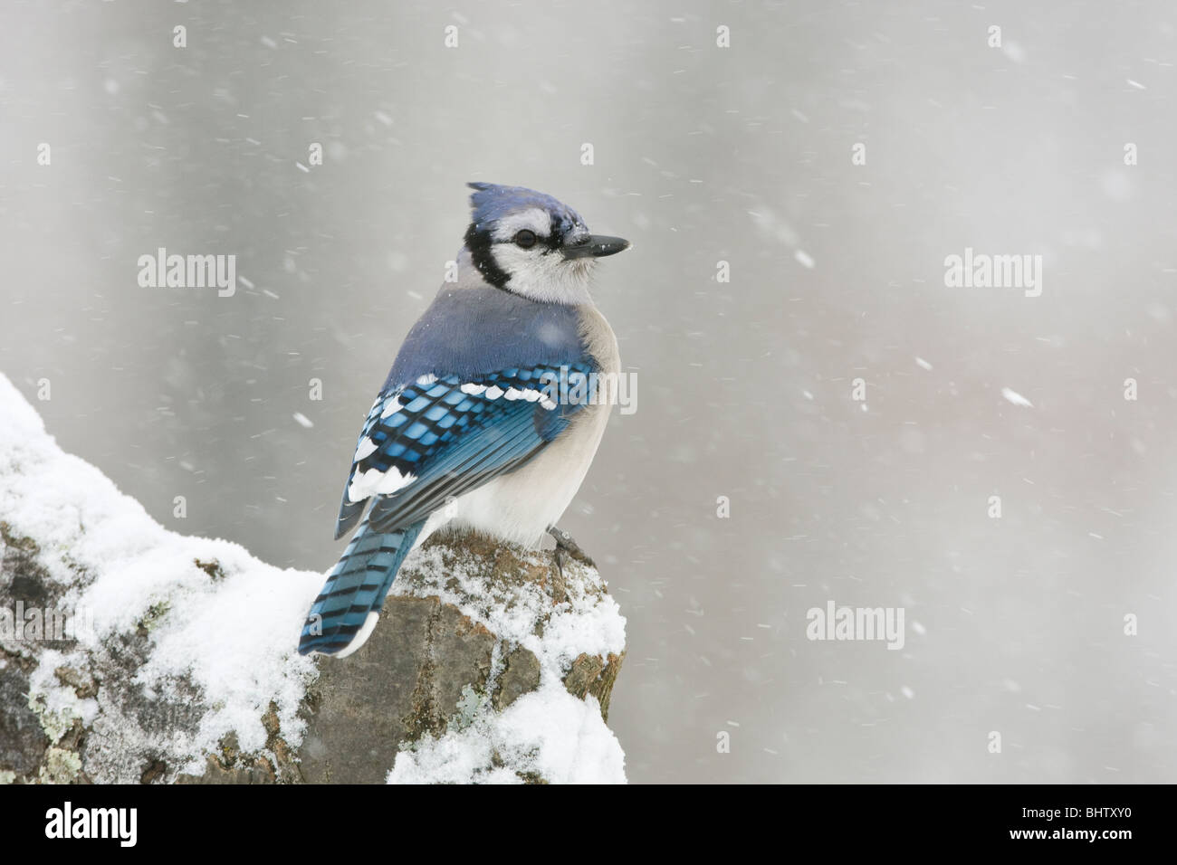 Geai bleu perché dans la neige Banque D'Images
