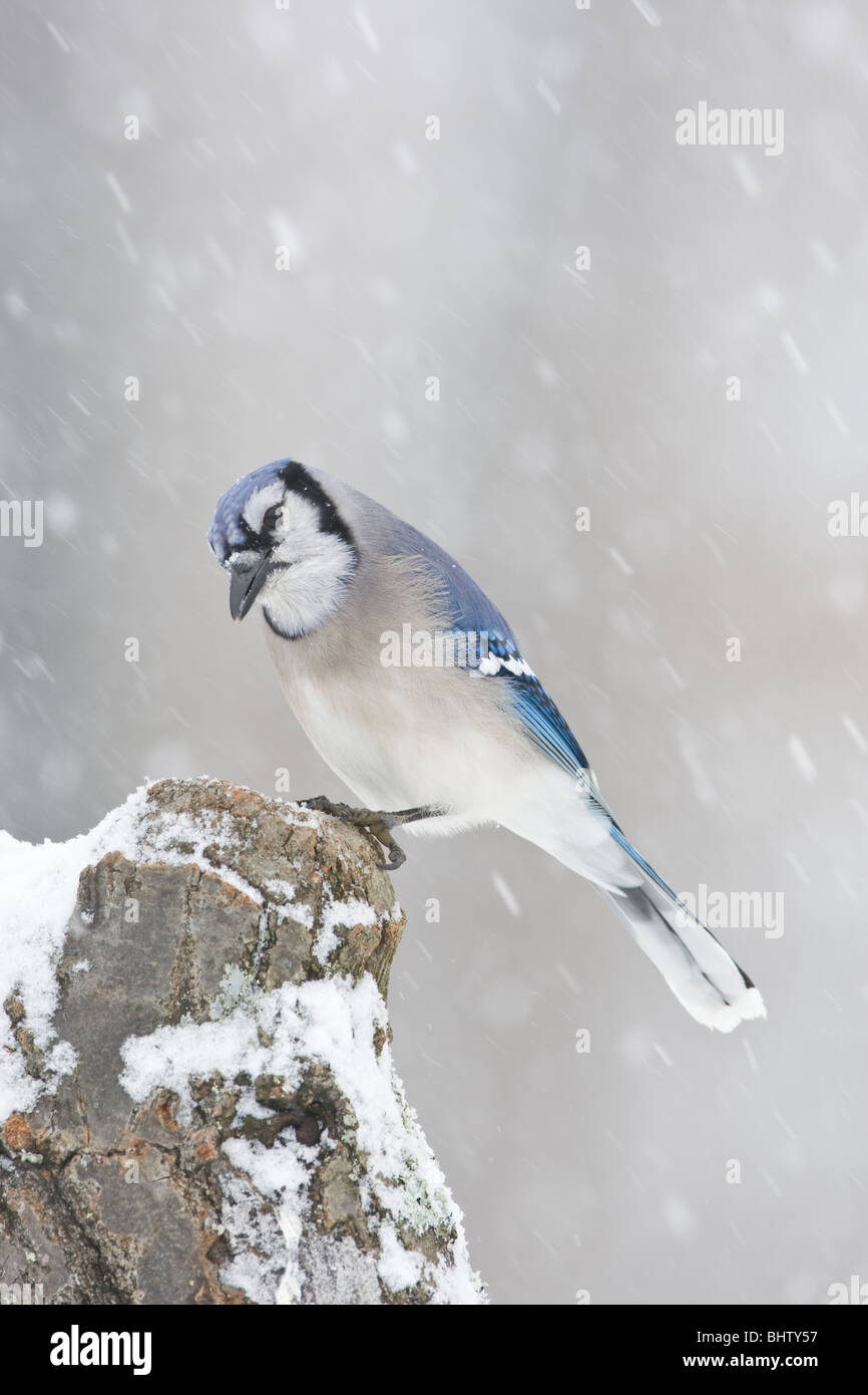Le Geai bleu dans la neige Banque D'Images