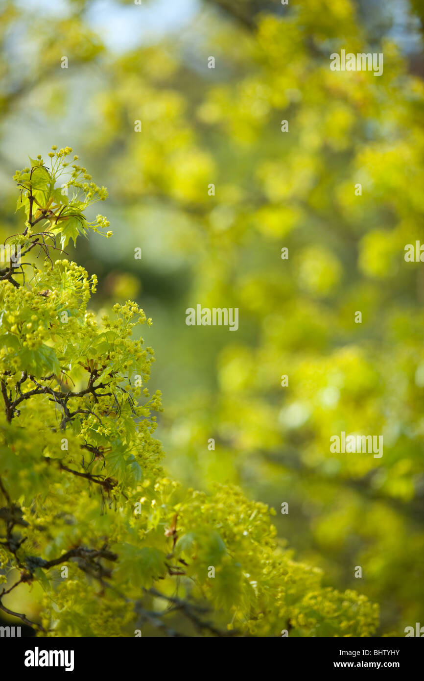 Norway Maple, Acer platanoides, blossom Banque D'Images