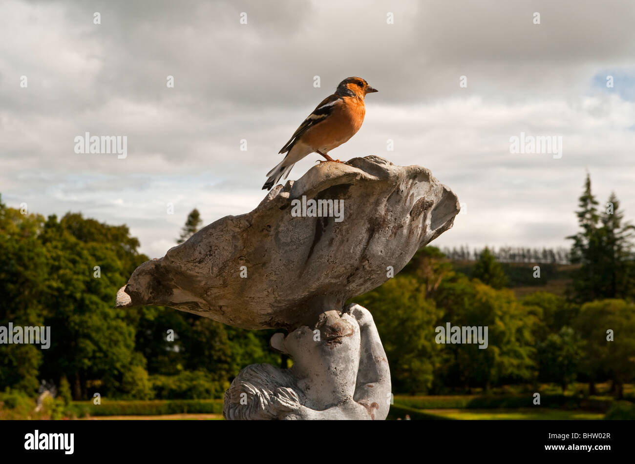 Chaffinch Fringilla coelebs une espèce de passereau de la famille des Fringillidae communément trouvés dans des jardins Banque D'Images