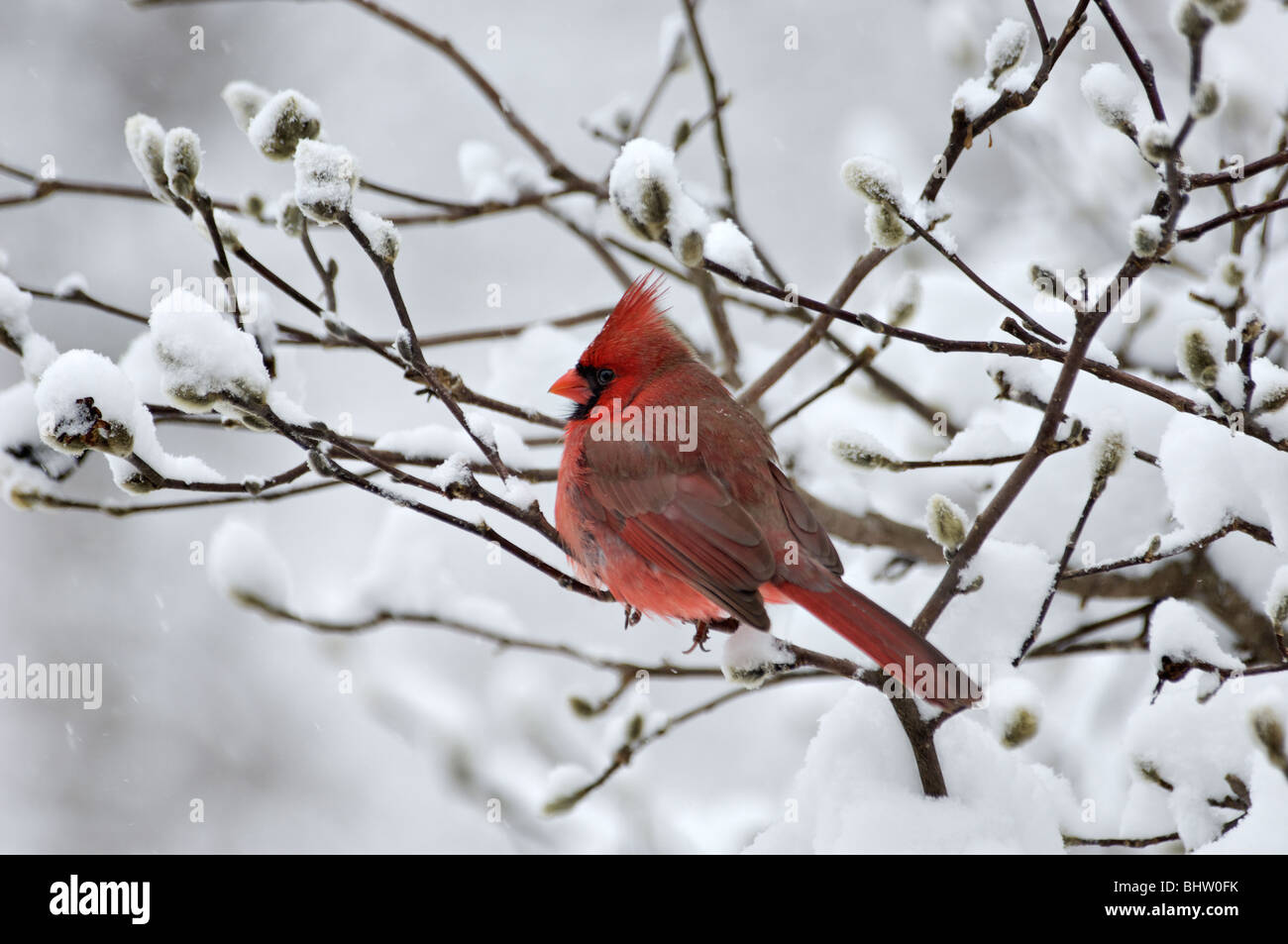 Cardinal rouge perché sur la neige dans la direction générale Banque D'Images