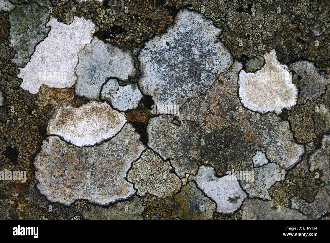 Patchwork de lichens crustacés sur un rocher Banque D'Images