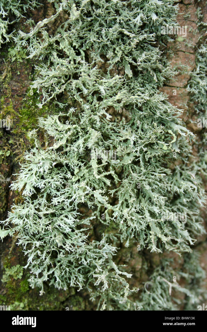 Lichen Evernia prunastri sangle couvrant les troncs des arbres à Ellesmere, Shropshire, Angleterre Banque D'Images