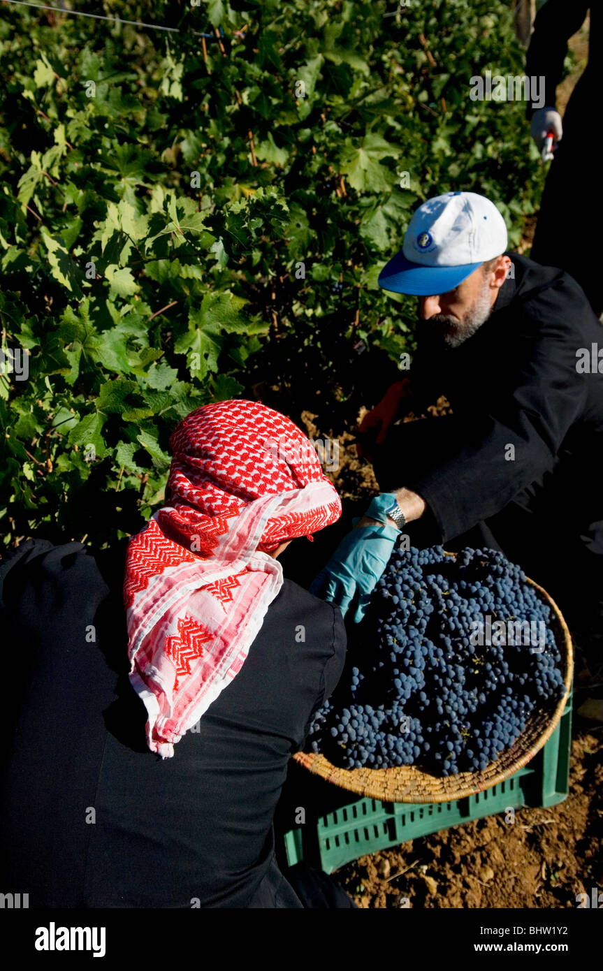 Les agriculteurs travaillant dans un arabe vineyard winery Liban Moyen-Orient Asie Banque D'Images