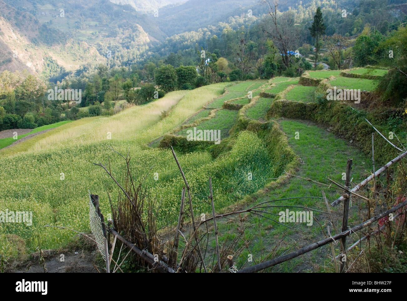 L'agriculture en terrasse le long de Jomsom Trek, au Népal. Banque D'Images