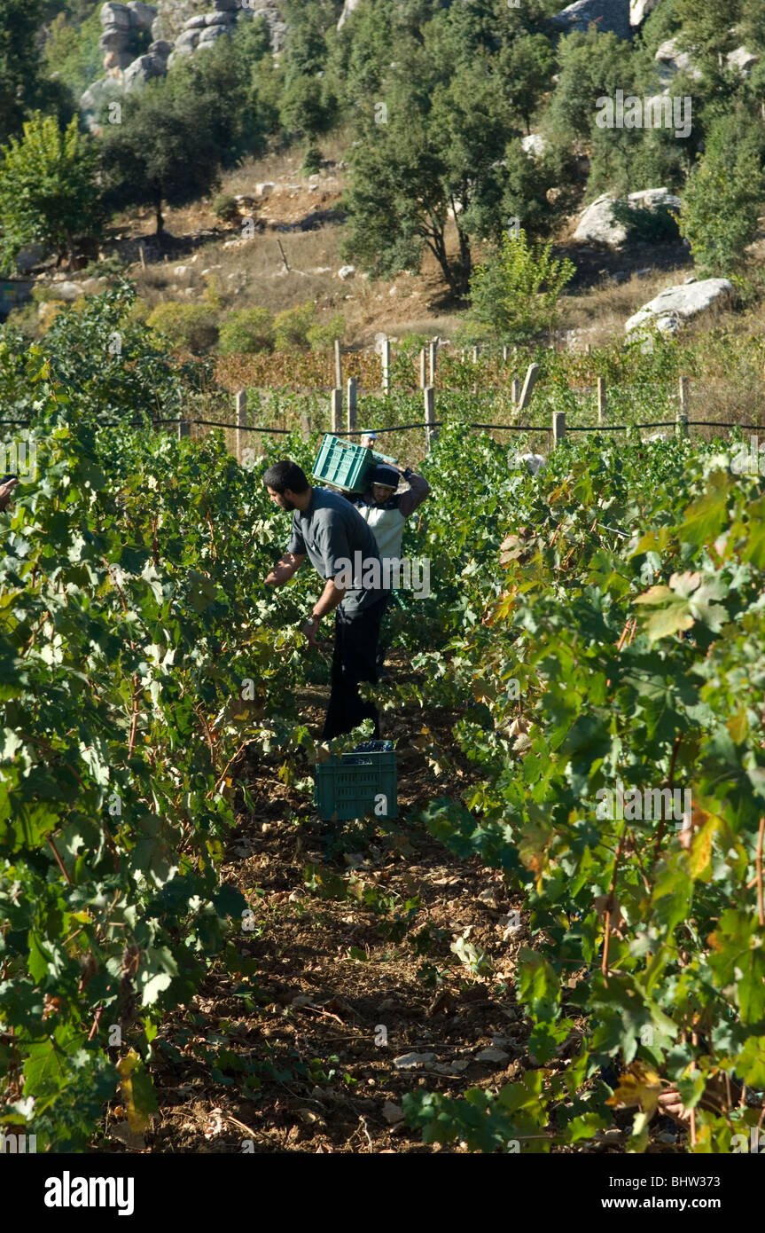 Les agriculteurs de l'Est travaillant en milieu agricole vigne raisin noir Liban Moyen-Orient Asie Banque D'Images