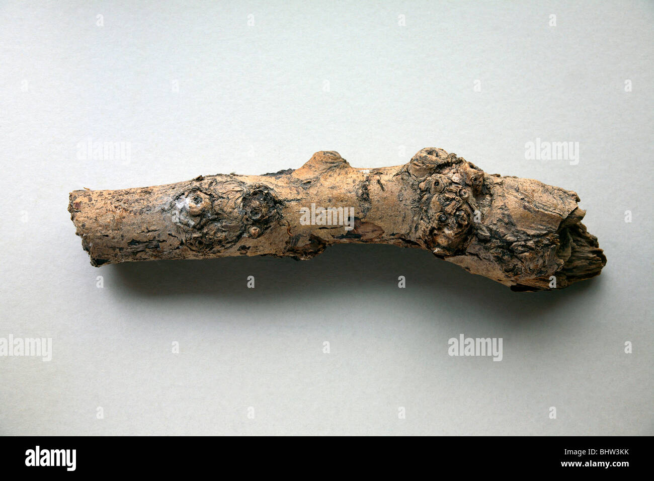 Un vieil arbre noueux branch Banque D'Images