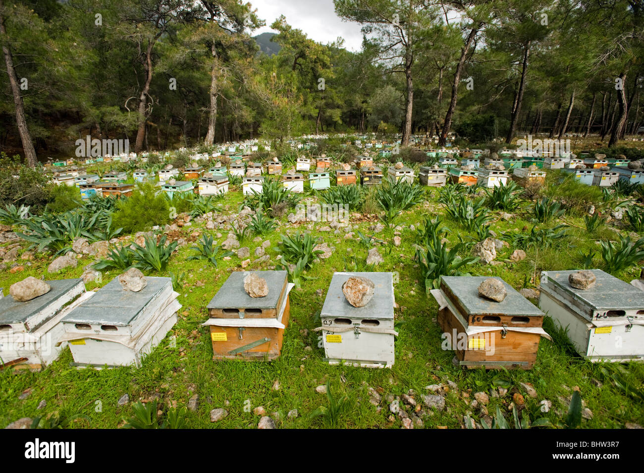 Les boîtes de la ruche à Marmaris pinède où le miel de pin est célèbre, Turquie Banque D'Images