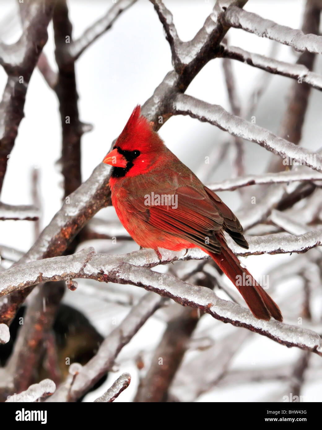 Un mâle Cardinal rouge, Cardinalis cardinalis, perches dans un arbre couvert de glace. Banque D'Images