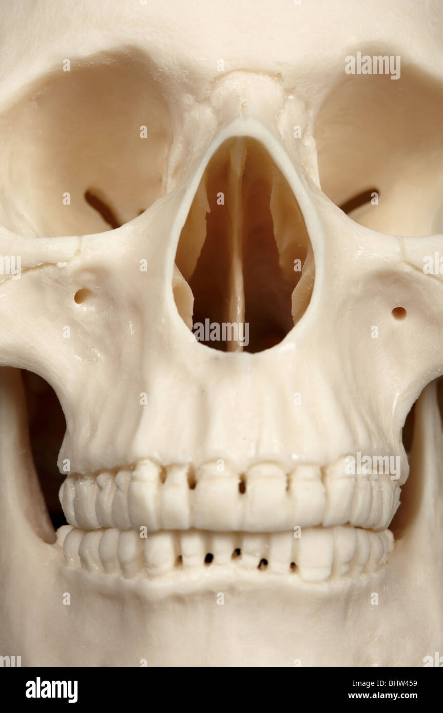 La partie faciale du crâne close up Banque D'Images