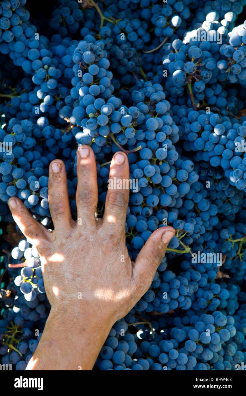 Farmer's main sur les raisins noirs de la vigne Liban Moyen-Orient Asie Banque D'Images