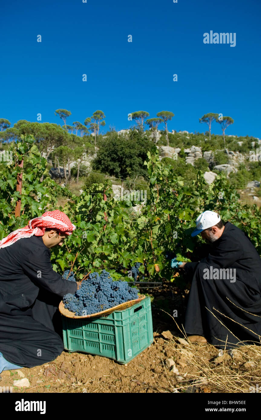 Les agriculteurs travaillant dans un arabe vineyard winery Liban Moyen-Orient Asie Banque D'Images