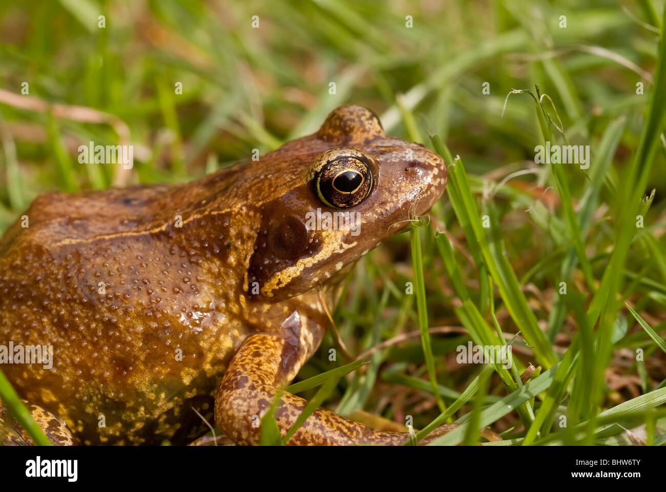 Grenouille rousse, Rana temporaria, dans un jardin dans le Bedfordshire, Angleterre Banque D'Images