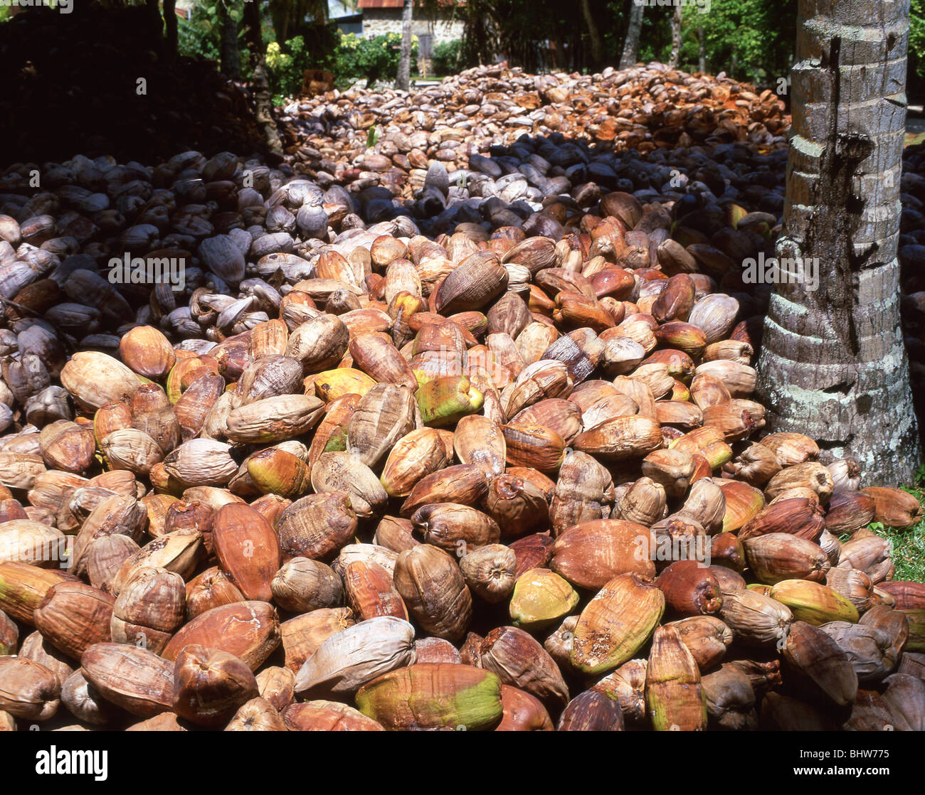 Des monticules de coco de séchage, Anse Source d'argent, La Digue, Seychelles Banque D'Images
