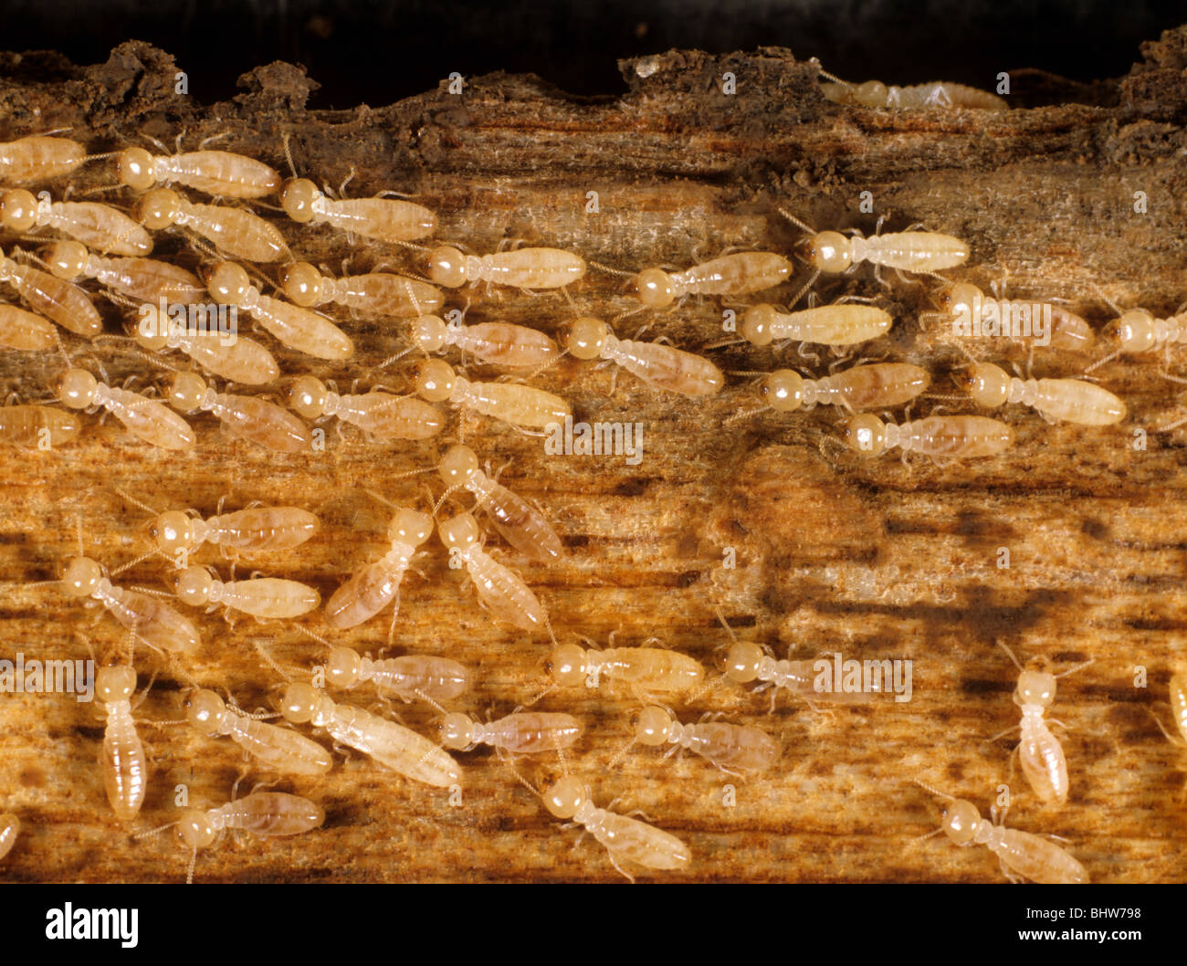 Les termites (Reticulitermes sp.) le bois endommagé Banque D'Images